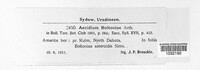 Image of Aecidium boltoniae
